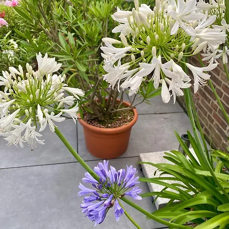 Komfort-apartment Birke