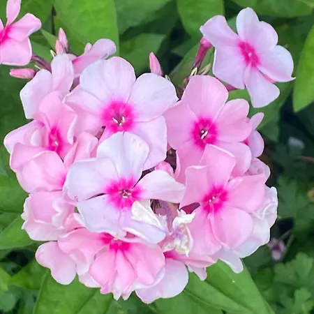 アパート Komfort-apartment Birke