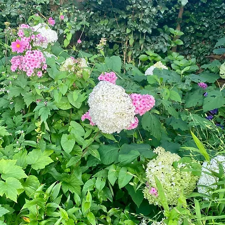 Komfort-apartment Birke 公寓 Tönisvorst