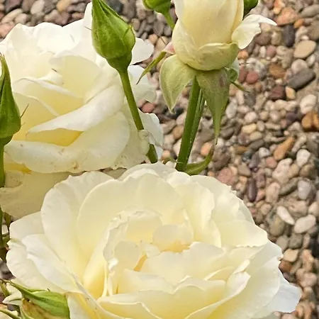 Komfort-apartment Birke