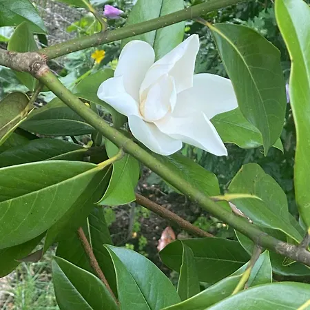 Komfort-apartment Birke アパート