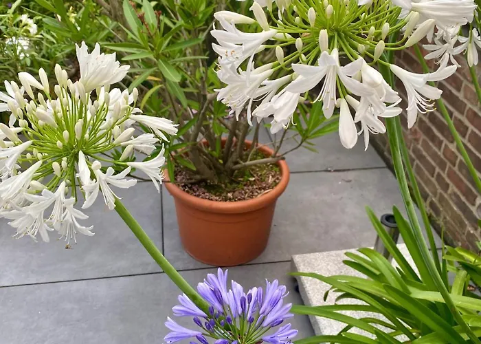 Komfort-apartment Birke