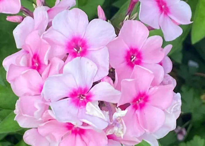 Lägenhet Komfort-apartment Birke