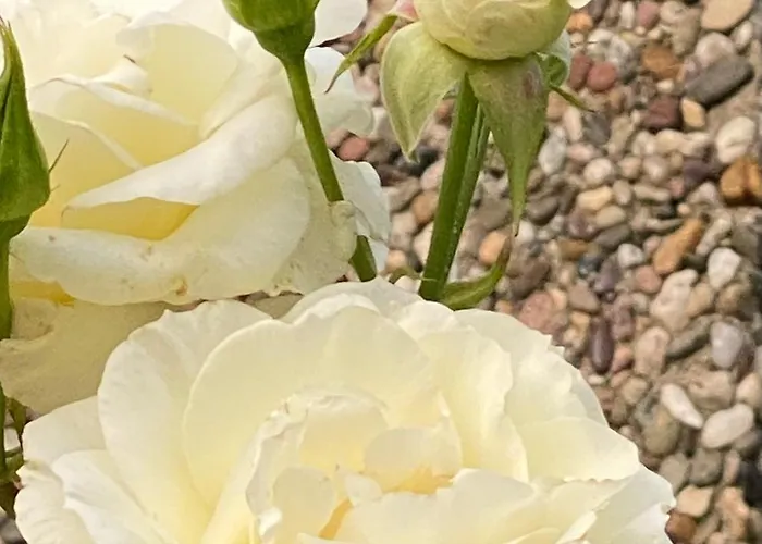 Komfort-apartment Birke