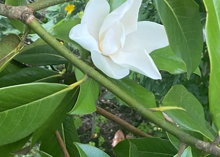 Komfort-apartment Birke Lägenhet